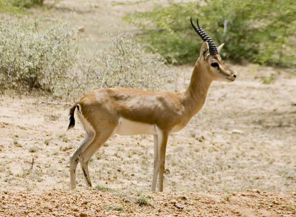 Antílope - India 4.jpg